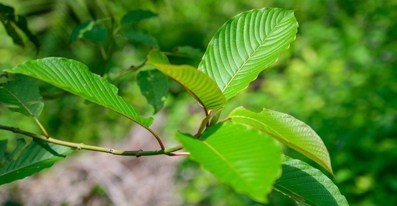 Data To Buy Kratom In Bulk